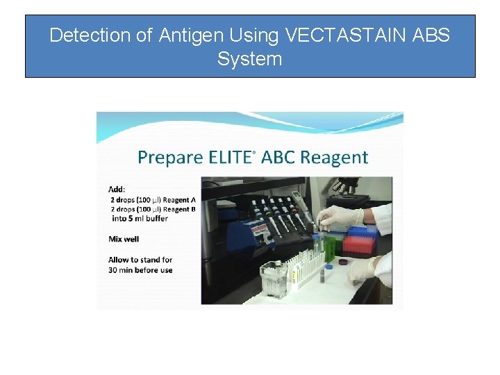 Detection of Antigen Using VECTASTAIN ABS System Detection of Antigen Using VECTASTAIN ABS System