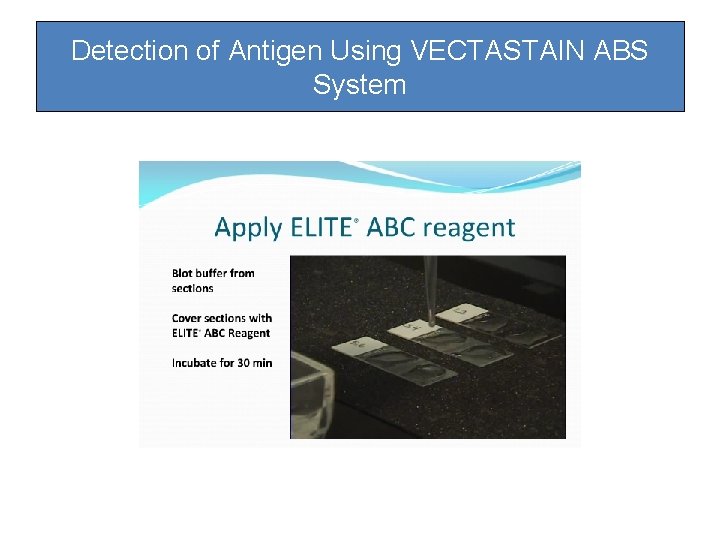 Detection of Antigen Using VECTASTAIN ABS System Detection of Antigen Using VECTASTAIN ABS System