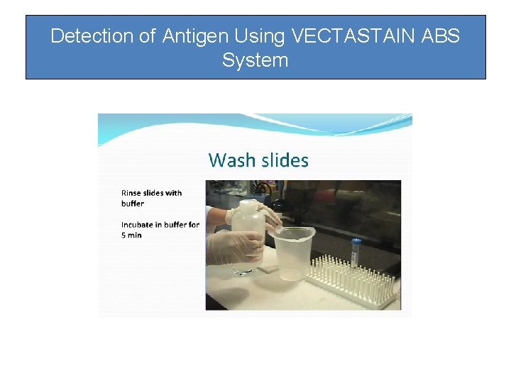 Detection of Antigen Using VECTASTAIN ABS System Detection of Antigen Using VECTASTAIN ABS System