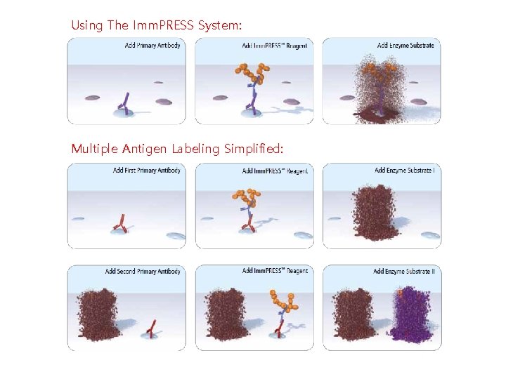 Using The Imm. PRESS System: Multiple Antigen Labeling Simplified: Using The Imm. PRESS System: Multiple Antigen Labeling Simplified: