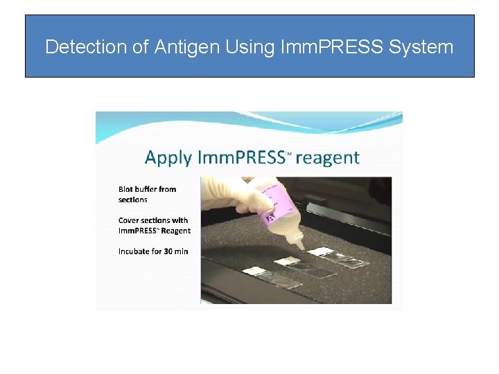 Detection of Antigen Using Imm. PRESS System Detection of Antigen Using Imm. PRESS System