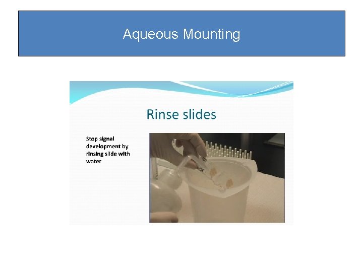 Aqueous Mounting Aqueous Mounting