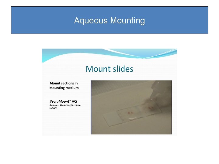 Aqueous Mounting Aqueous Mounting
