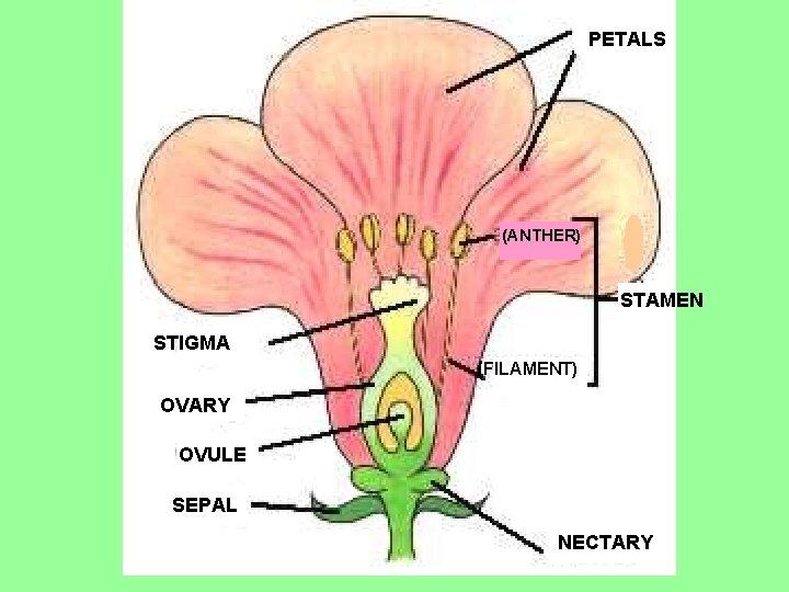 PETALS (ANTHER) STAMEN STIGMA (FILAMENT) OVARY OVULE SEPAL NECTARY 