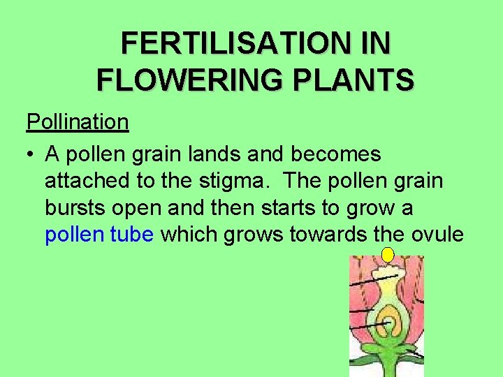 FERTILISATION IN FLOWERING PLANTS Pollination • A pollen grain lands and becomes attached to FERTILISATION IN FLOWERING PLANTS Pollination • A pollen grain lands and becomes attached to
