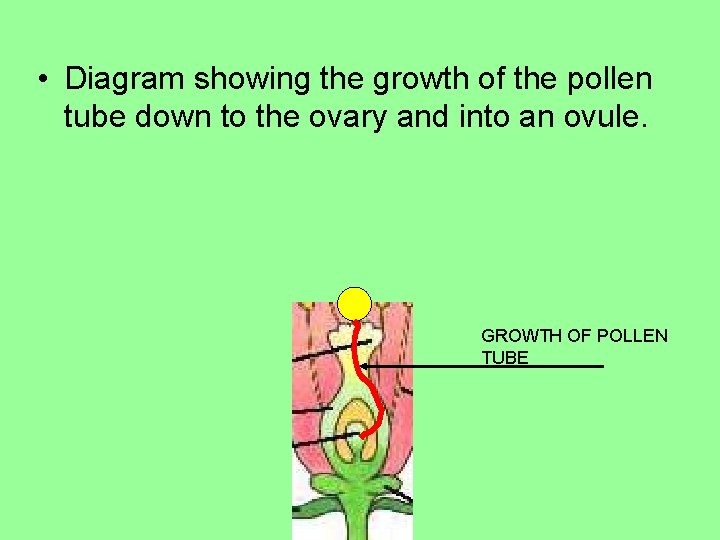  • Diagram showing the growth of the pollen tube down to the ovary
