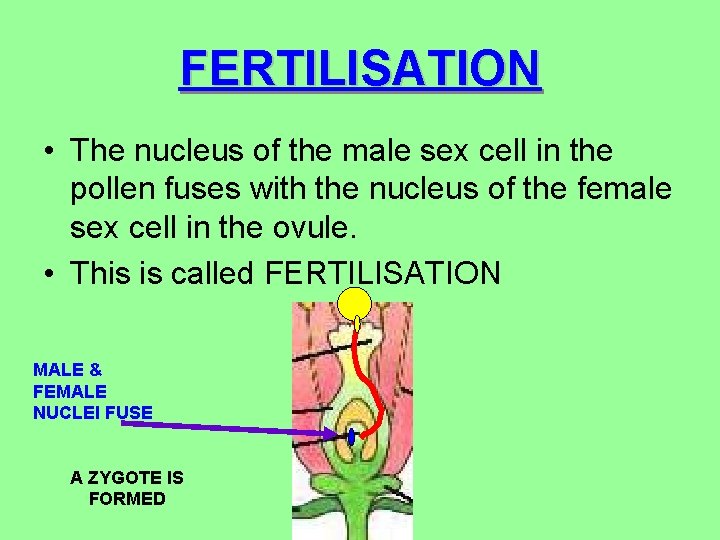 FERTILISATION • The nucleus of the male sex cell in the pollen fuses with