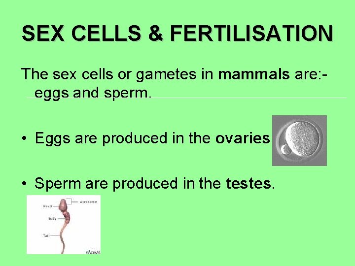 SEX CELLS & FERTILISATION The sex cells or gametes in mammals are: eggs and