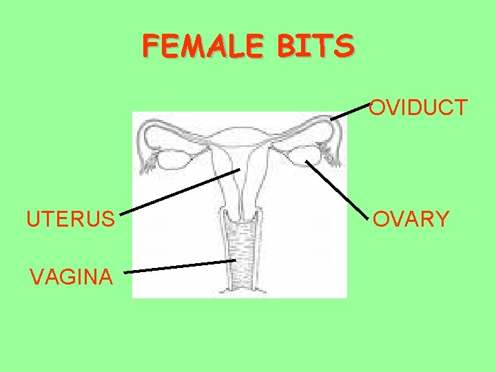 FEMALE BITS OVIDUCT UTERUS VAGINA OVARY 