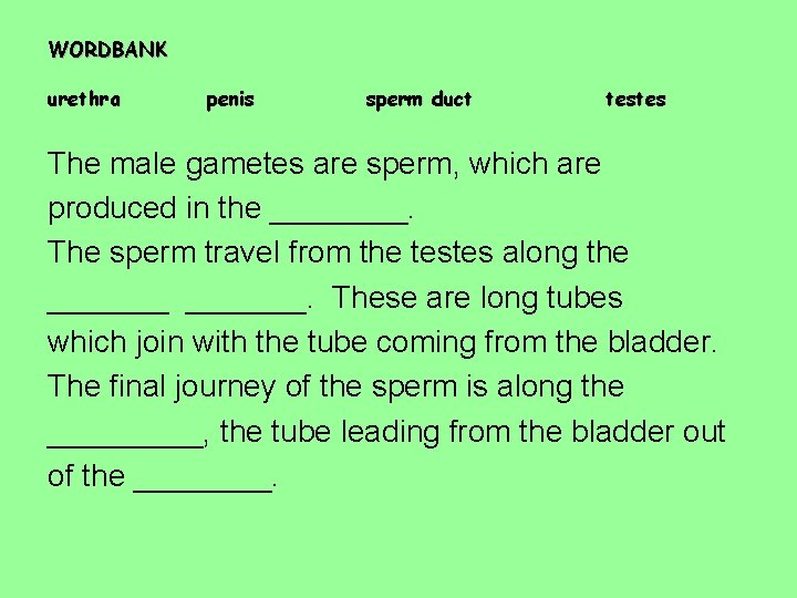 WORDBANK urethra penis sperm duct testes The male gametes are sperm, which are produced