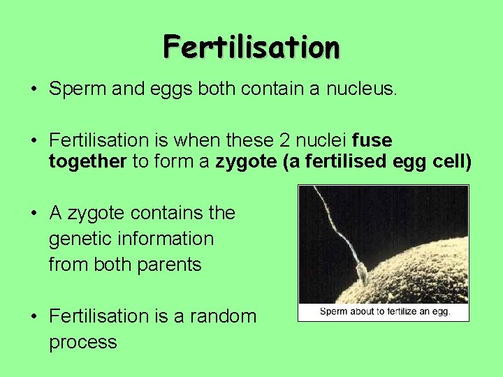 Fertilisation • Sperm and eggs both contain a nucleus. • Fertilisation is when these Fertilisation • Sperm and eggs both contain a nucleus. • Fertilisation is when these
