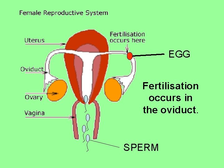 EGG Fertilisation occurs in the oviduct. SPERM 
