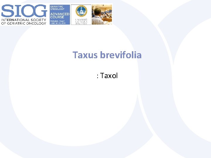 Taxus brevifolia : Taxol 