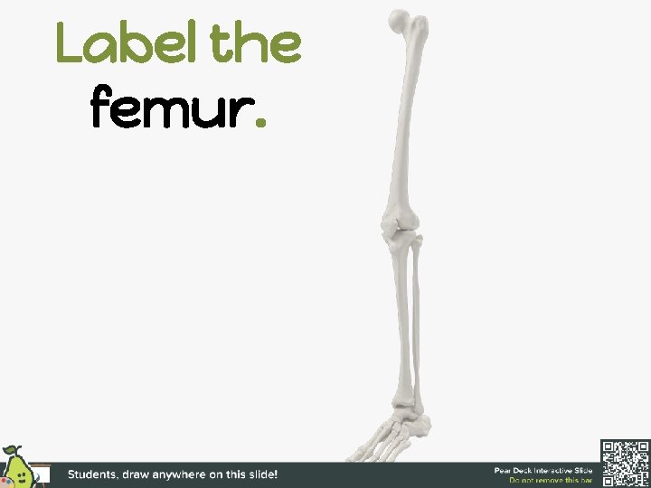 Label the femur. 