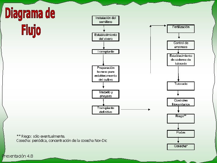 ** Riego: sólo eventualmente. Cosecha: periódica, concentración de la cosecha Nov-Dic Presentación 4. 8