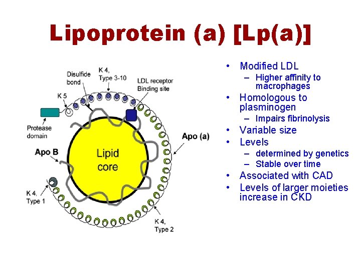 Lipoprotein (a) [Lp(a)] • Modified LDL – Higher affinity to macrophages • Homologous to