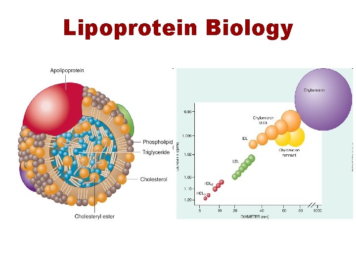 Lipoprotein Biology 