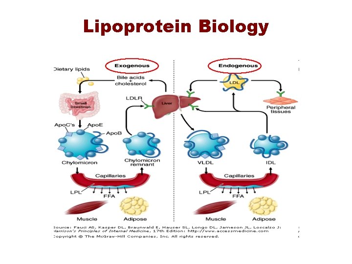 Lipoprotein Biology 