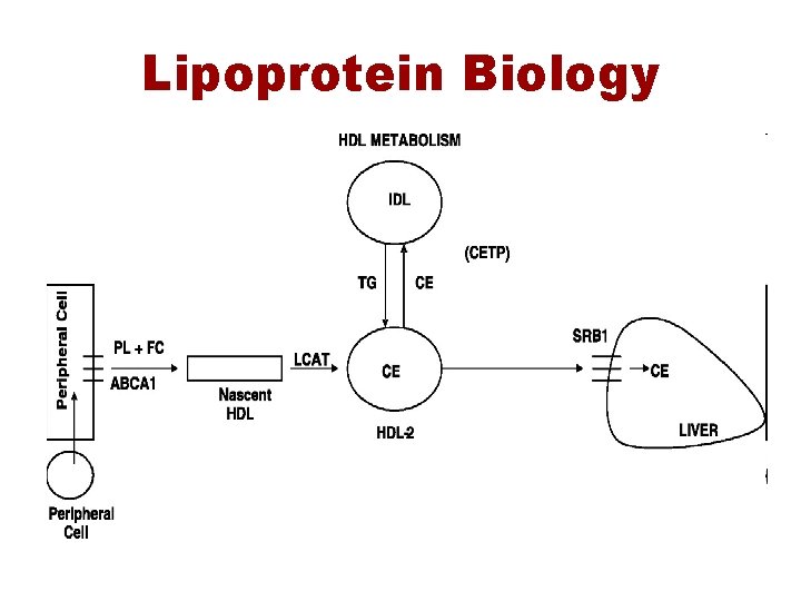 Lipoprotein Biology 
