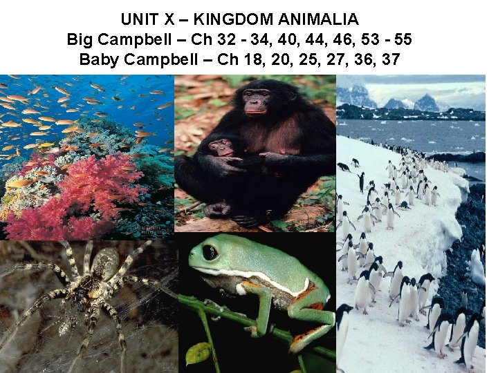 UNIT X – KINGDOM ANIMALIA Big Campbell – Ch 32 - 34, 40, 44,