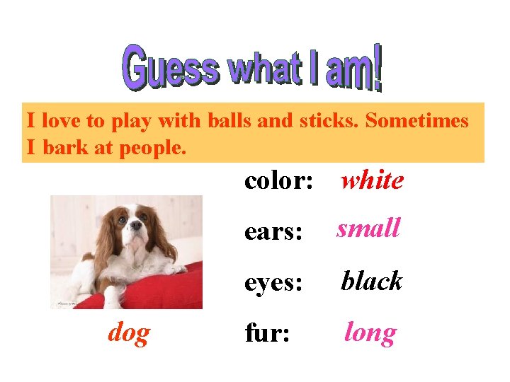 I love to play with balls and sticks. Sometimes I bark at people. color: