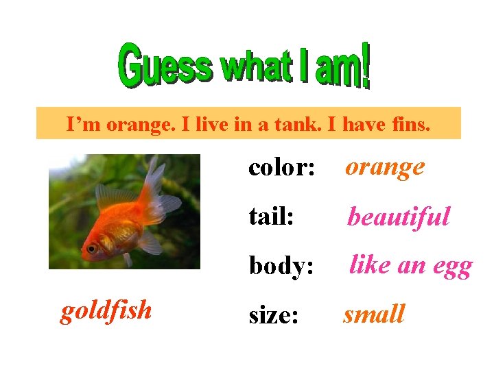 I’m orange. I live in a tank. I have fins. goldfish color: orange tail: