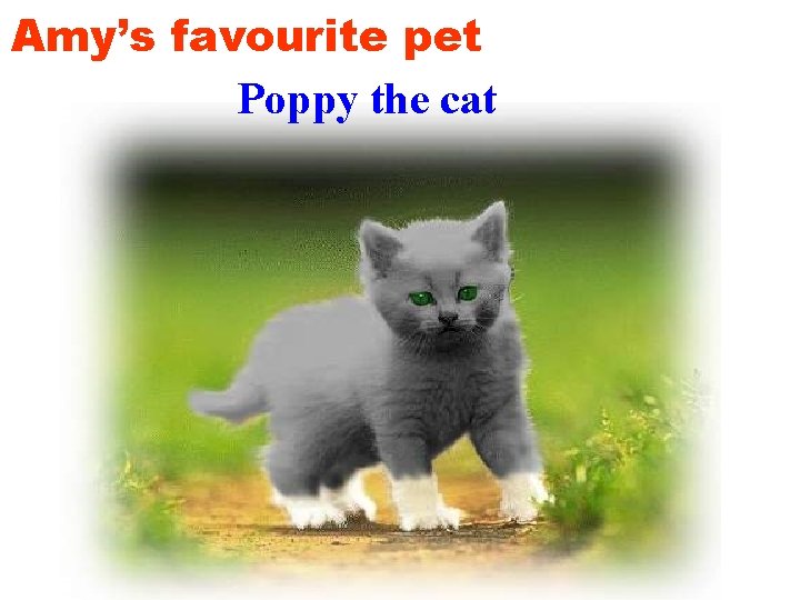 Amy’s favourite pet Poppy the cat 
