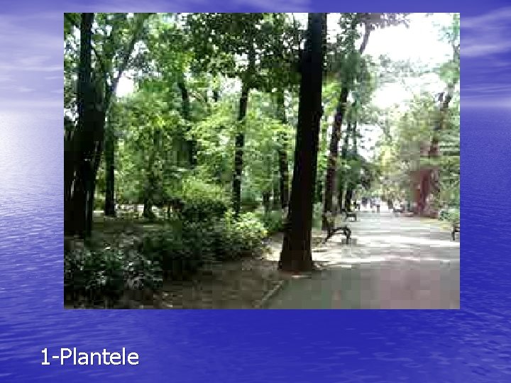 1 -Plantele 