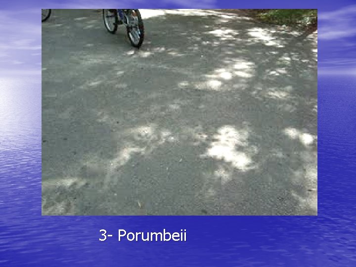 3 - Porumbeii 