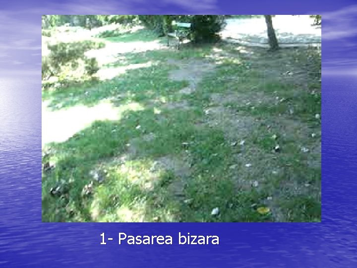 1 - Pasarea bizara 