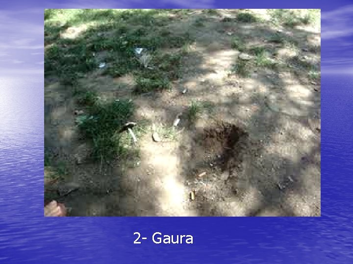 2 - Gaura 