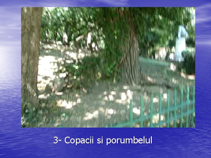 3 - Copacii si porumbelul 