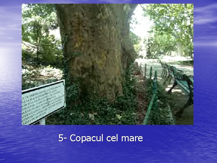 5 - Copacul cel mare 