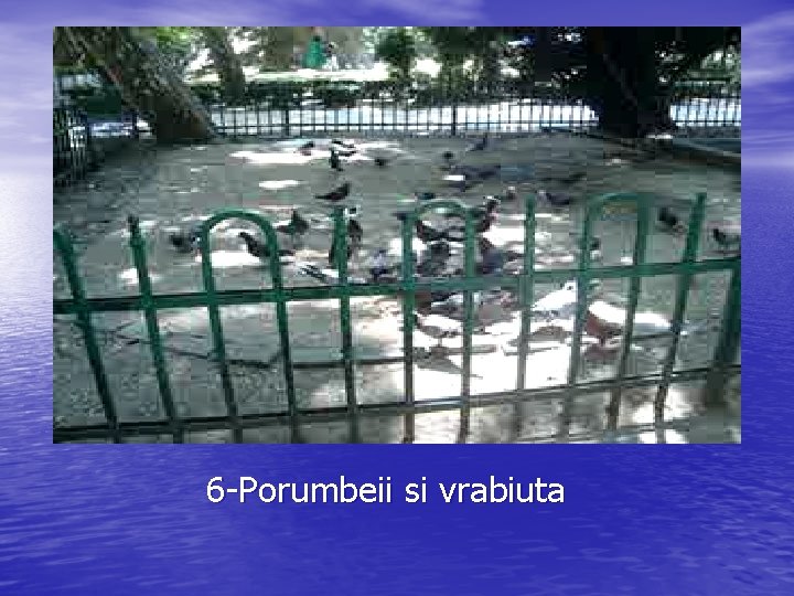 6 -Porumbeii si vrabiuta 