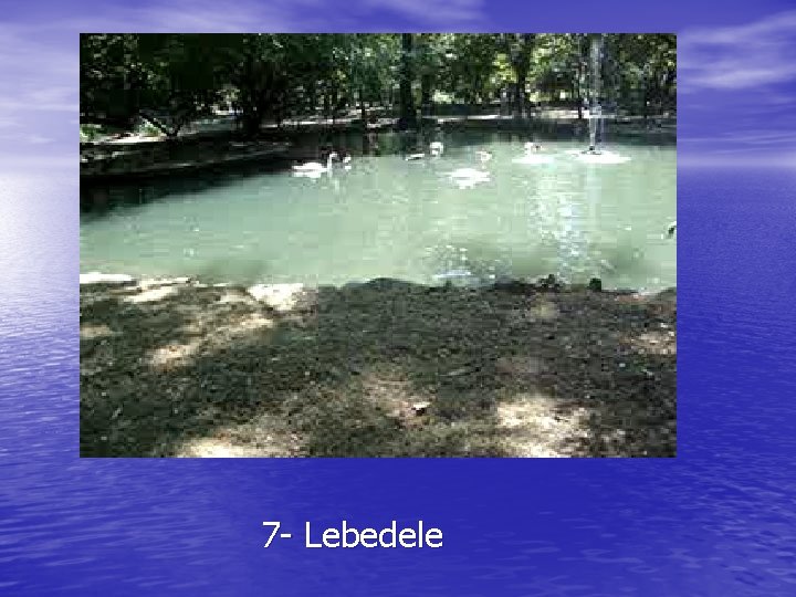 7 - Lebedele 