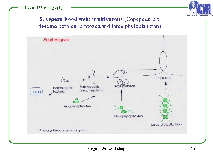 Institute of Oceanography S. Aegean Food web: multivorous (Copepods are feeding both on protozoa Institute of Oceanography S. Aegean Food web: multivorous (Copepods are feeding both on protozoa