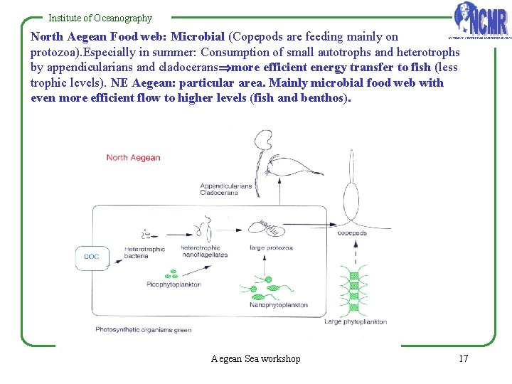 Institute of Oceanography North Aegean Food web: Microbial (Copepods are feeding mainly on protozoa). Institute of Oceanography North Aegean Food web: Microbial (Copepods are feeding mainly on protozoa).
