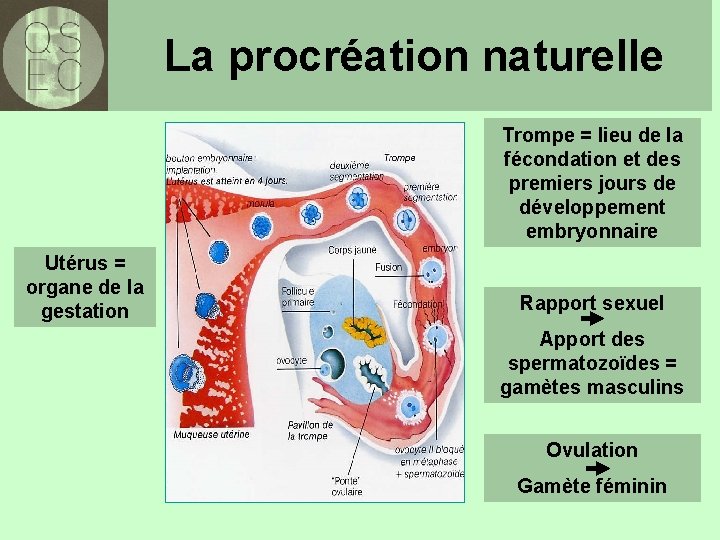 La procréation naturelle Trompe = lieu de la fécondation et des premiers jours de