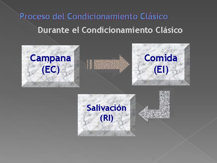 Proceso del Condicionamiento Clásico Durante el Condicionamiento Clásico Campana (EC) Comida (EI) Salivación (RI) Proceso del Condicionamiento Clásico Durante el Condicionamiento Clásico Campana (EC) Comida (EI) Salivación (RI)