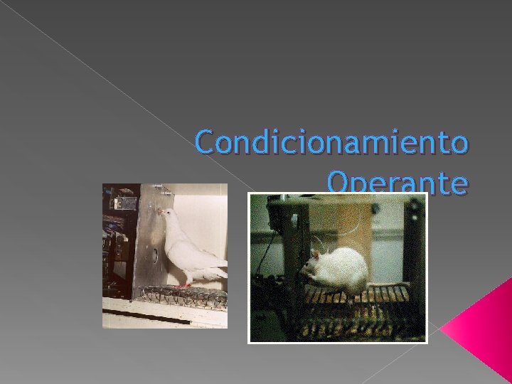Condicionamiento Operante Condicionamiento Operante