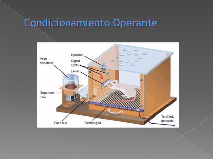 Condicionamiento Operante Condicionamiento Operante