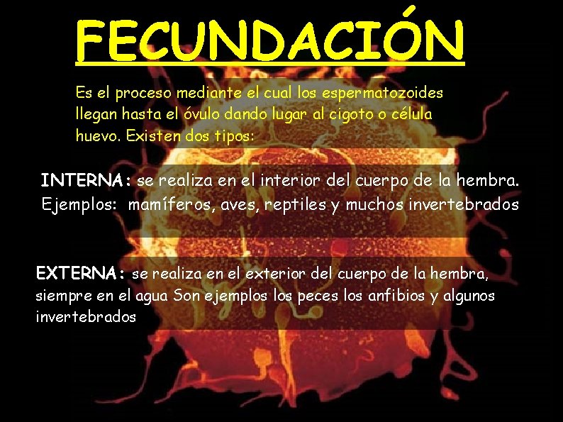 FECUNDACIÓN Es el proceso mediante el cual los espermatozoides llegan hasta el óvulo dando