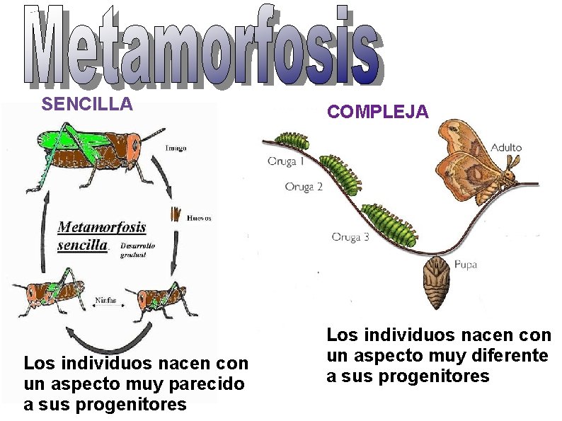 SENCILLA Los individuos nacen con un aspecto muy parecido a sus progenitores COMPLEJA Los