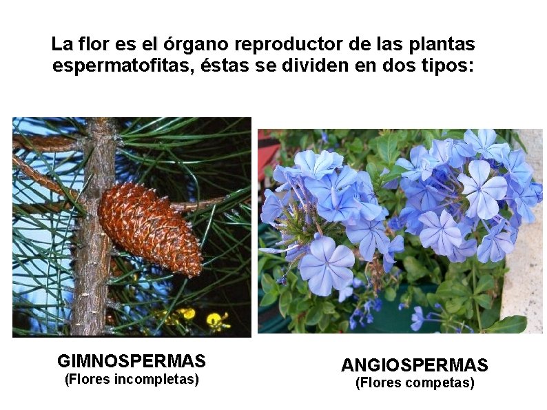 La flor es el órgano reproductor de las plantas espermatofitas, éstas se dividen en