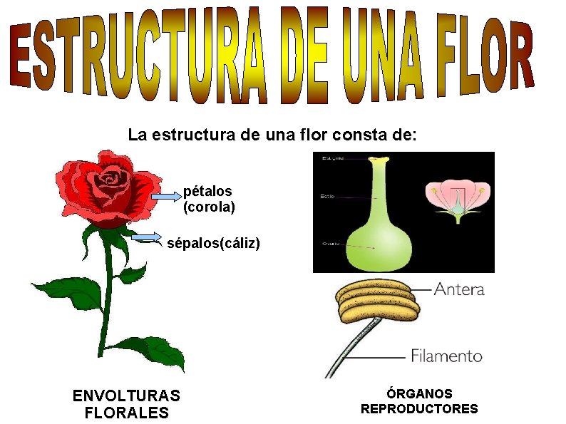 La estructura de una flor consta de: pétalos (corola) sépalos(cáliz) ENVOLTURAS FLORALES ÓRGANOS REPRODUCTORES