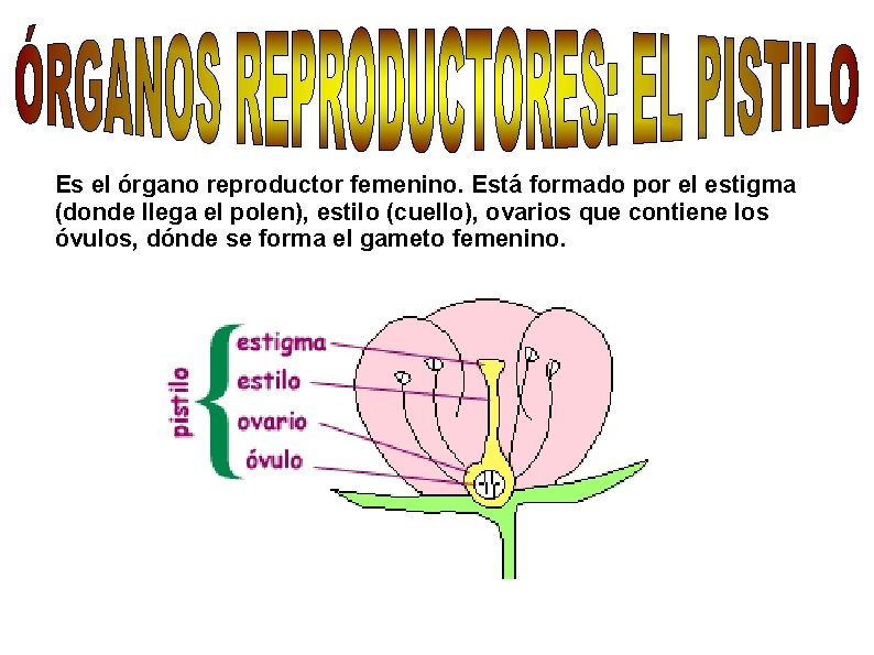 Es el órgano reproductor femenino. Está formado por el estigma (donde llega el polen),