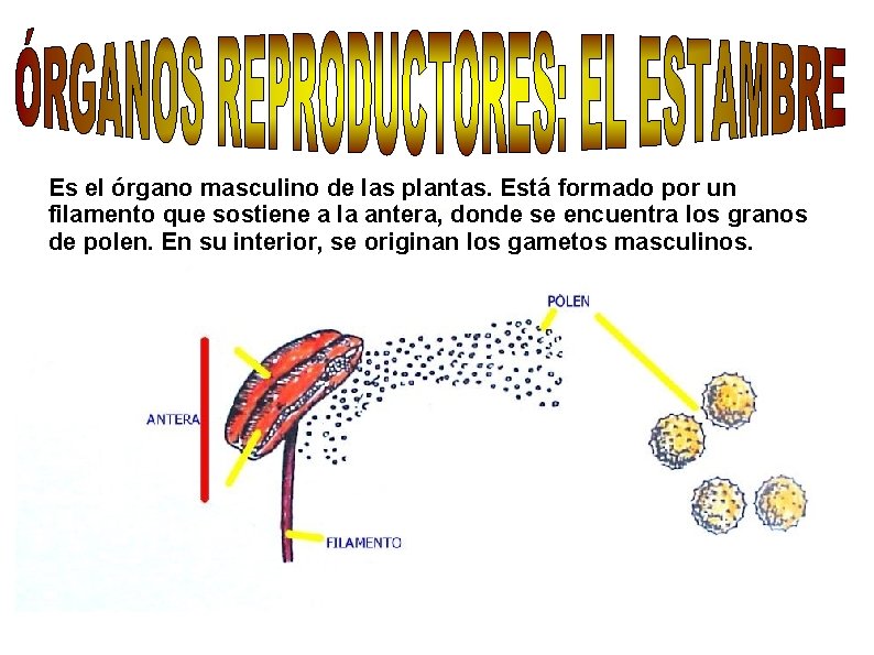 Es el órgano masculino de las plantas. Está formado por un filamento que sostiene