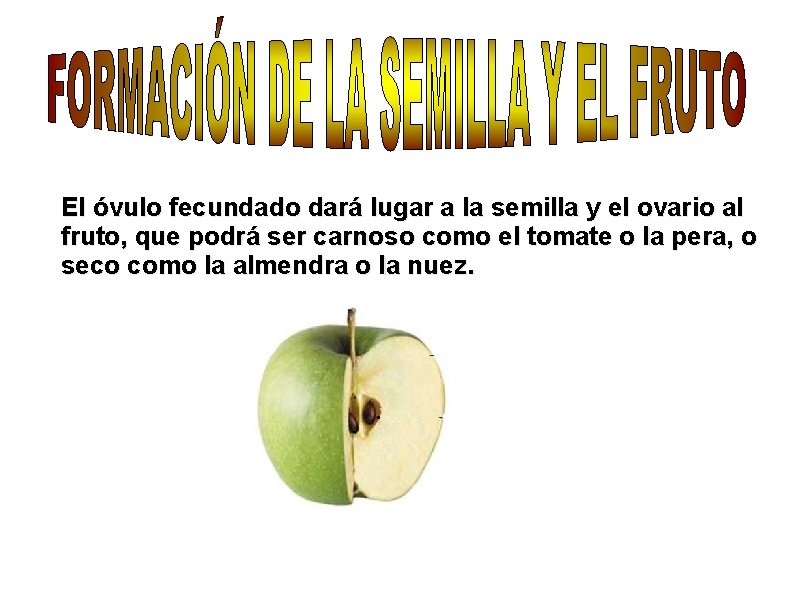 El óvulo fecundado dará lugar a la semilla y el ovario al fruto, que