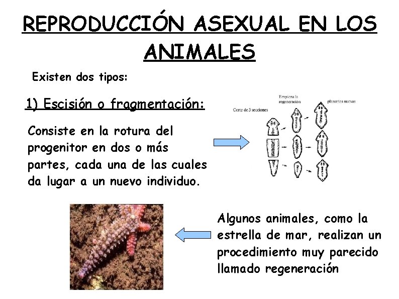 REPRODUCCIÓN ASEXUAL EN LOS ANIMALES Existen dos tipos: 1) Escisión o fragmentación: Consiste en