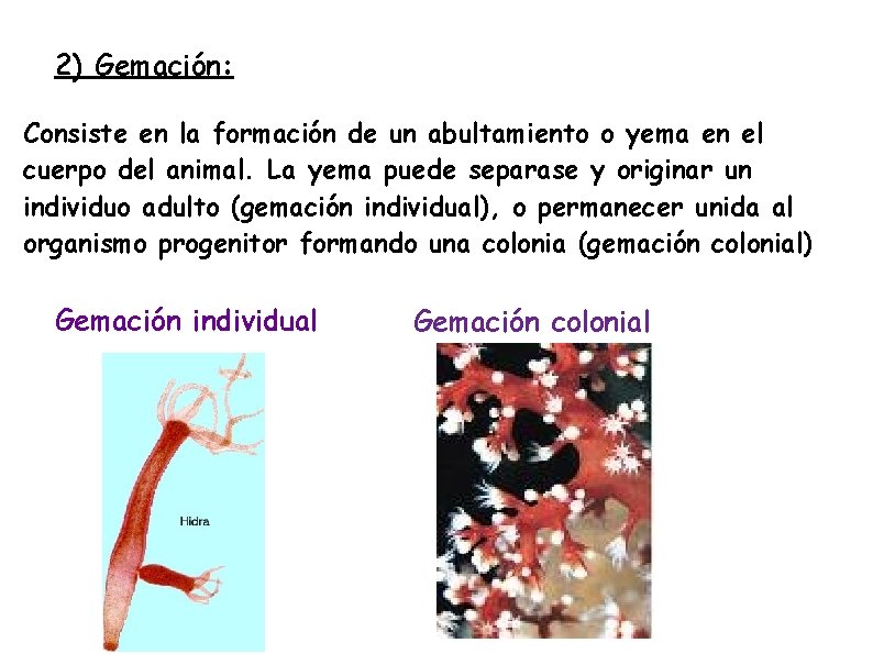 2) Gemación: Consiste en la formación de un abultamiento o yema en el cuerpo